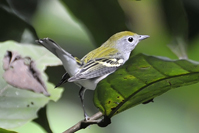 Dendroica pensylvanica